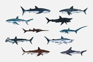 Sea Shark Set. Marine Fish.