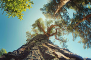 98 Trees view from below, a Nature Photo by Handmadefont (Thumbnail 28 of 98)