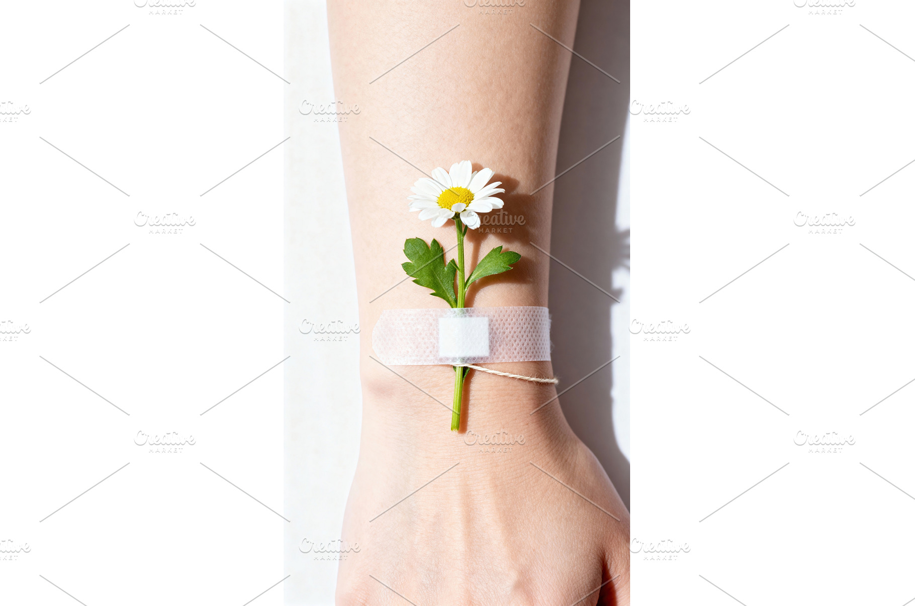 Daisy taped to wrist with soft, a Nature Photo by tilialucida