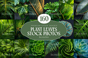160 Plant Leaves Stock Photos, a Nature Photo by Incomelion (Thumbnail 1 of 15)