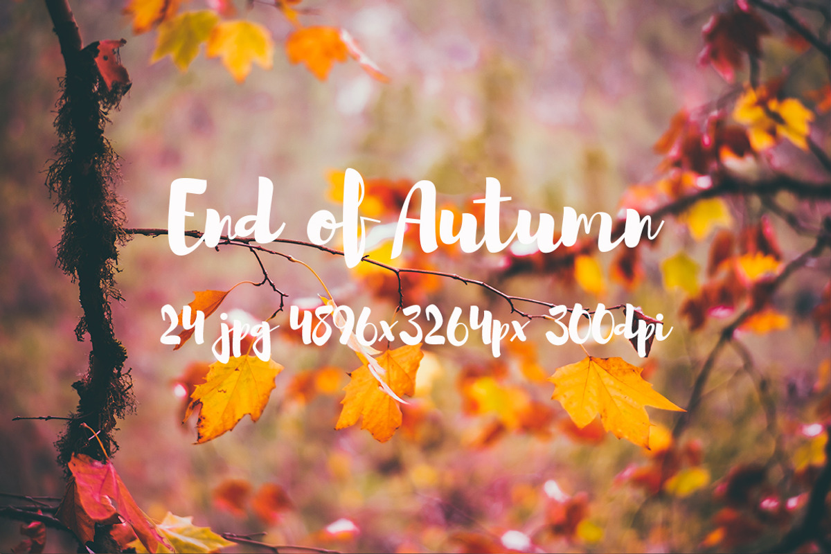 End of Autumn photo pack, a Templates & Theme by ApertureVintage (Photo 2 of 14)