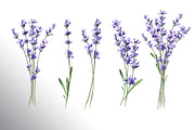 Lavender Mood, a Decorative Illustration by Daria Ustiugova (Thumbnail 3 of 14)