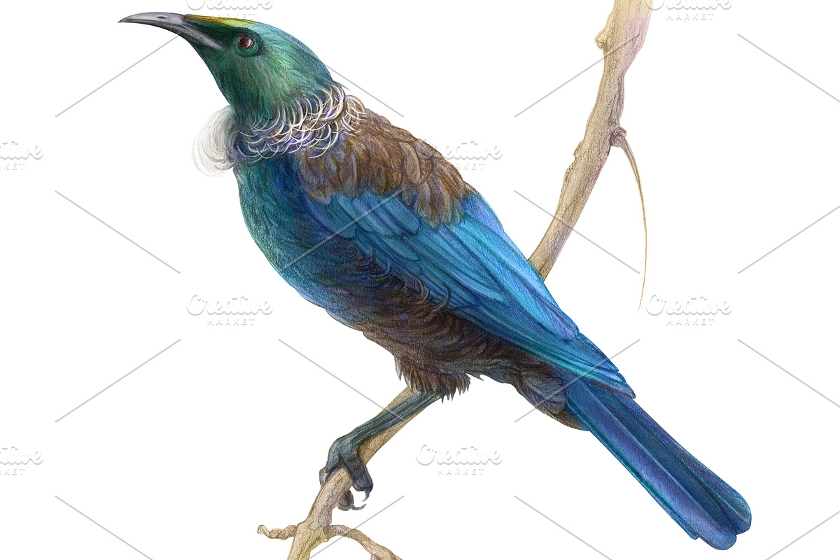 Tui Bird Pencil Illustration, an Illustration by Anna Repp Illustration