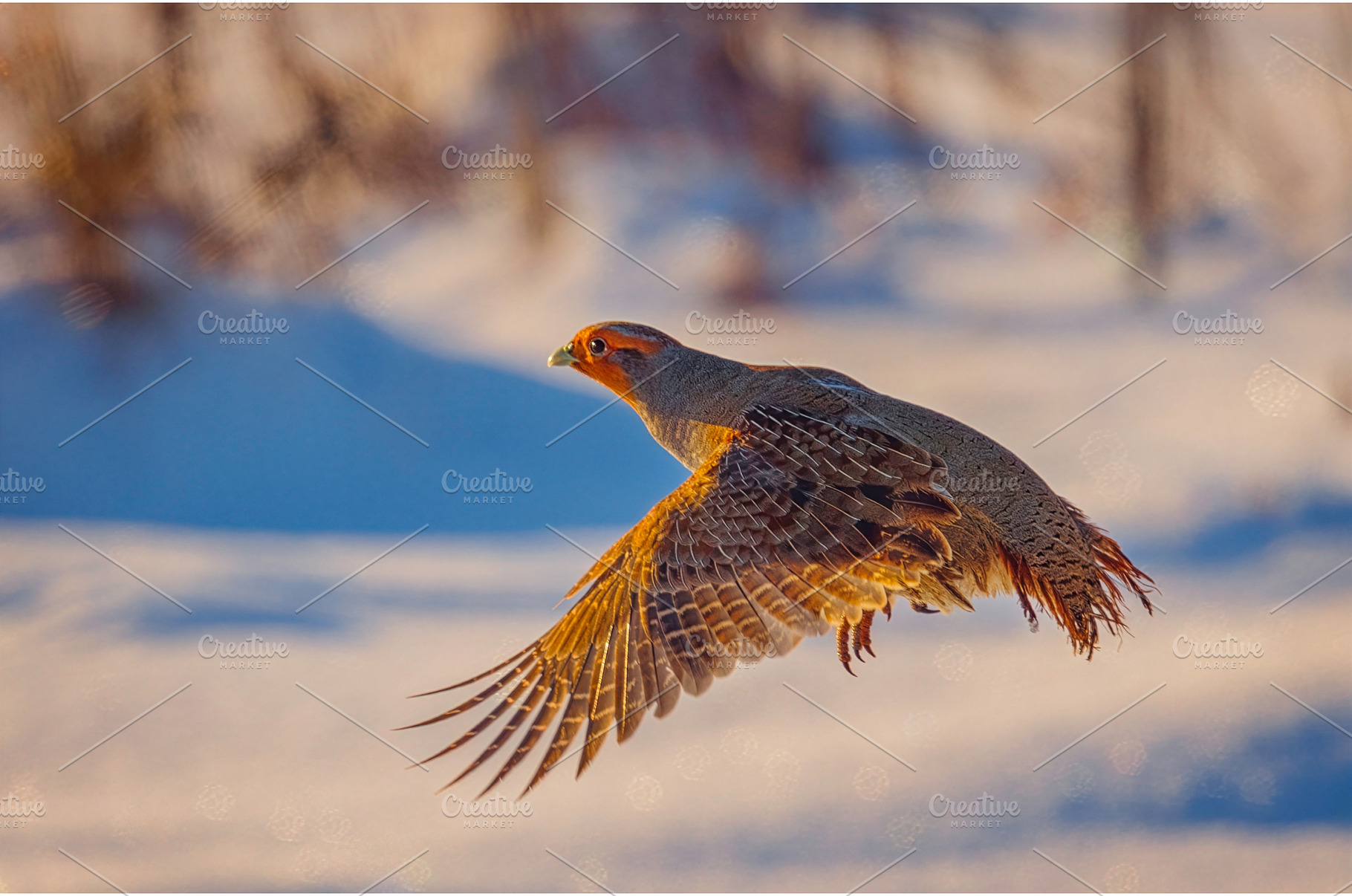 A freckle partridge - Perdix perdix, an Animal Photo by Lukas Jonaitis SHOP