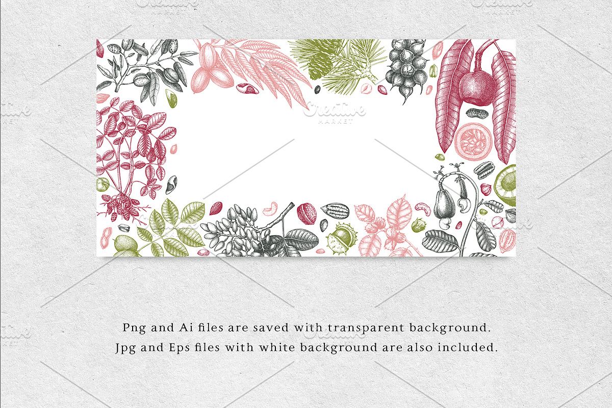 Nuts Hand-Drawn Vector Illustrations, a Food Illustration by Yevheniia (Photo 6 of 15)