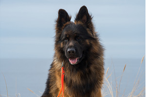 German Shepherd Dog on the beach at