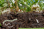 Insect drawings & earthworm brush, an Illustration by Shirakawa Maya (Thumbnail 2 of 3)