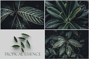 Tropical Essence. Photo bundle, a Wallpaper Graphic by EYWA ART (Thumbnail 7 of 8)