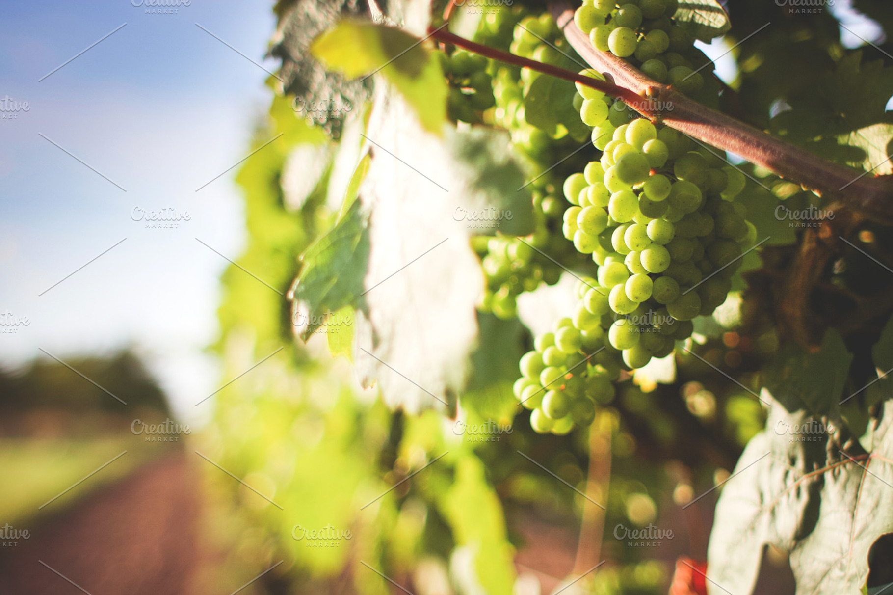 Grapes in Vineyard