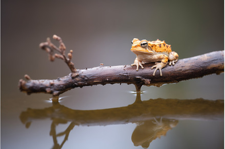 toad on branch near water, an Animal Photo by Sergey Kotenev