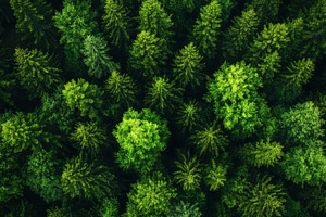 Aerial view lush green forest canopy, a Photo by Pixeness Studio
