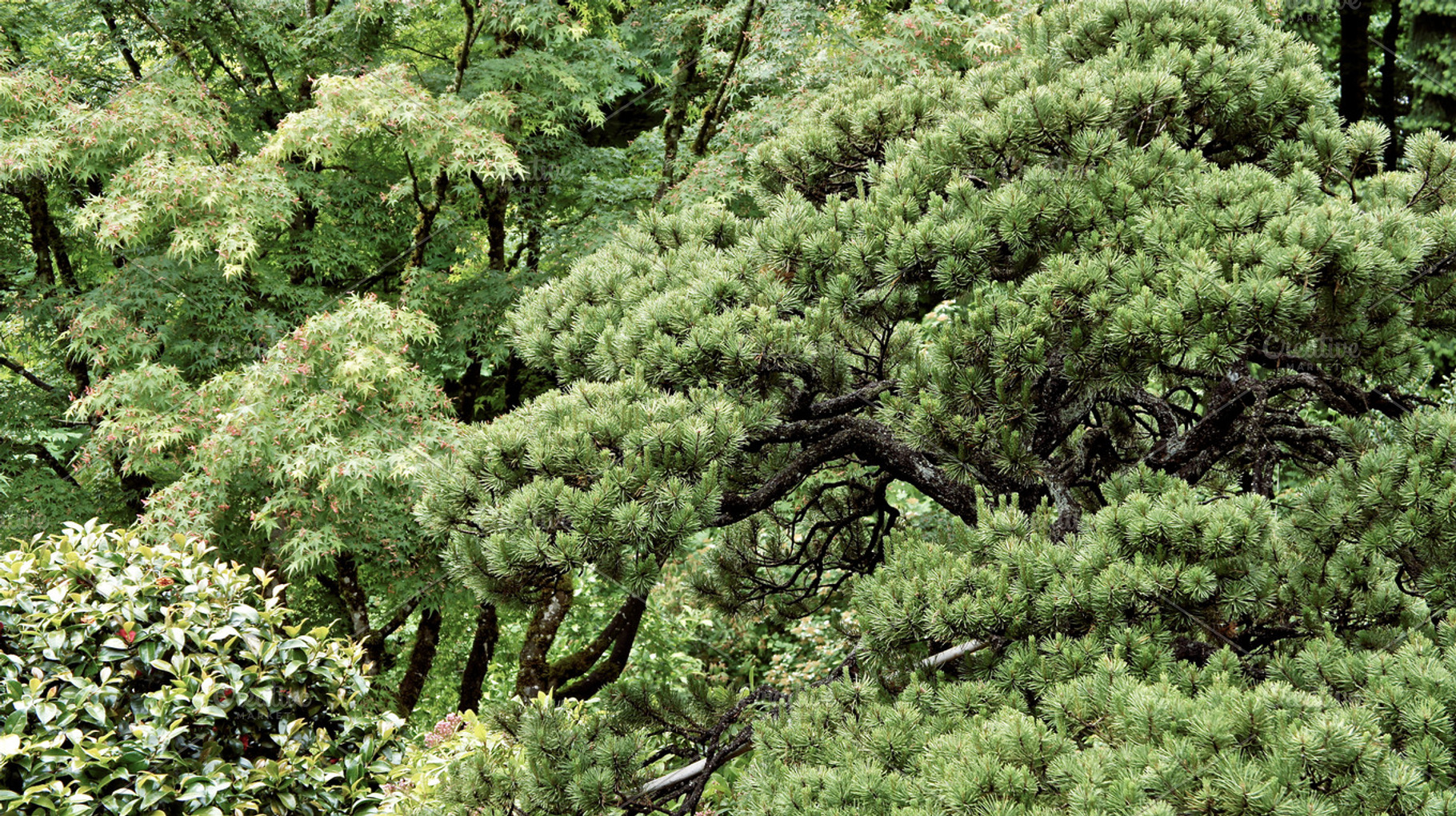 Faded Evergreen Bonsai Branches