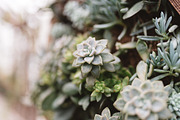 Succulents stock photo containing succulent and plant, a Nature Photo by Chelsea Victoria (Thumbnail 1 of 2)