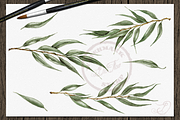 Willow Eucalyptus Illustration, a Decorative Illustration by DioFlow (Thumbnail 2 of 5)