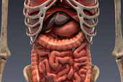 Animated internal organs, skeleton, a Characters & Person 3D Model by konstantin.ermolaev (Thumbnail 2 of 29)