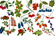 Vector berries, an Illustration by risovanya (Thumbnail 3 of 9)