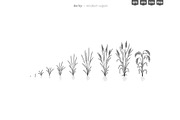 Plant Growth Stages, an Education Illustration by Ilia Design (Thumbnail 5 of 11)