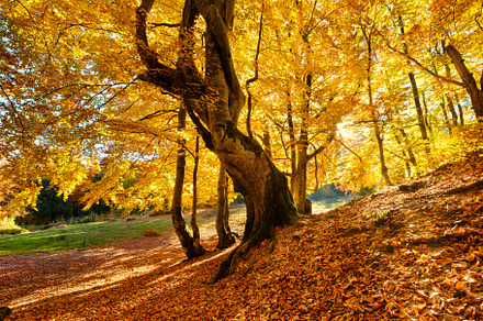 Natural autumn landscape in forest, a Nature Photo by Landscape and travel