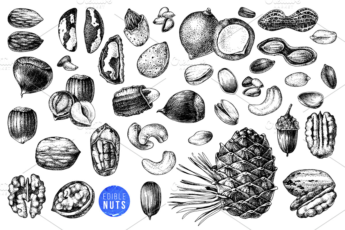 Hard nut graphic design set, a Food Illustration by handsketched (Photo 10 of 18)