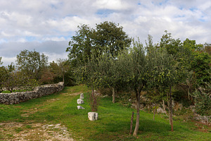 Olive grove,Cerje, Slovenia Europe, a Nature Photo by Bepslabor