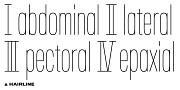 BB Torsos™ Pro, a Sans Serif Font by Bold Studio (Thumbnail 16 of 17)