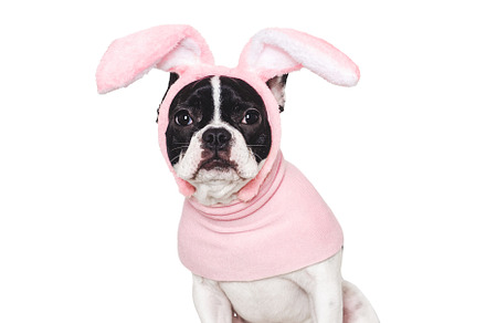 Lovable, pretty puppy and bunny ears. Close-up