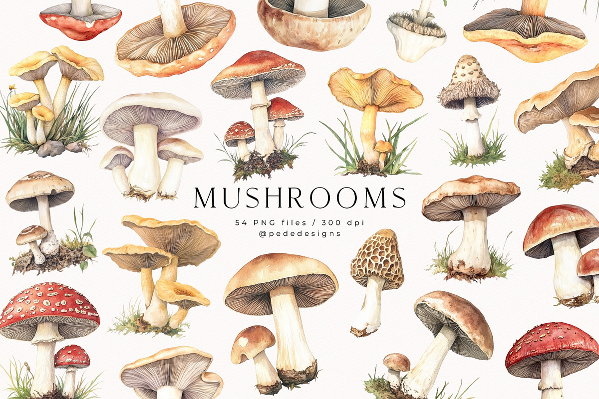 Watercolor Mushrooms, a Food Illustration by PeDe Designs (Photo 1 of 6)