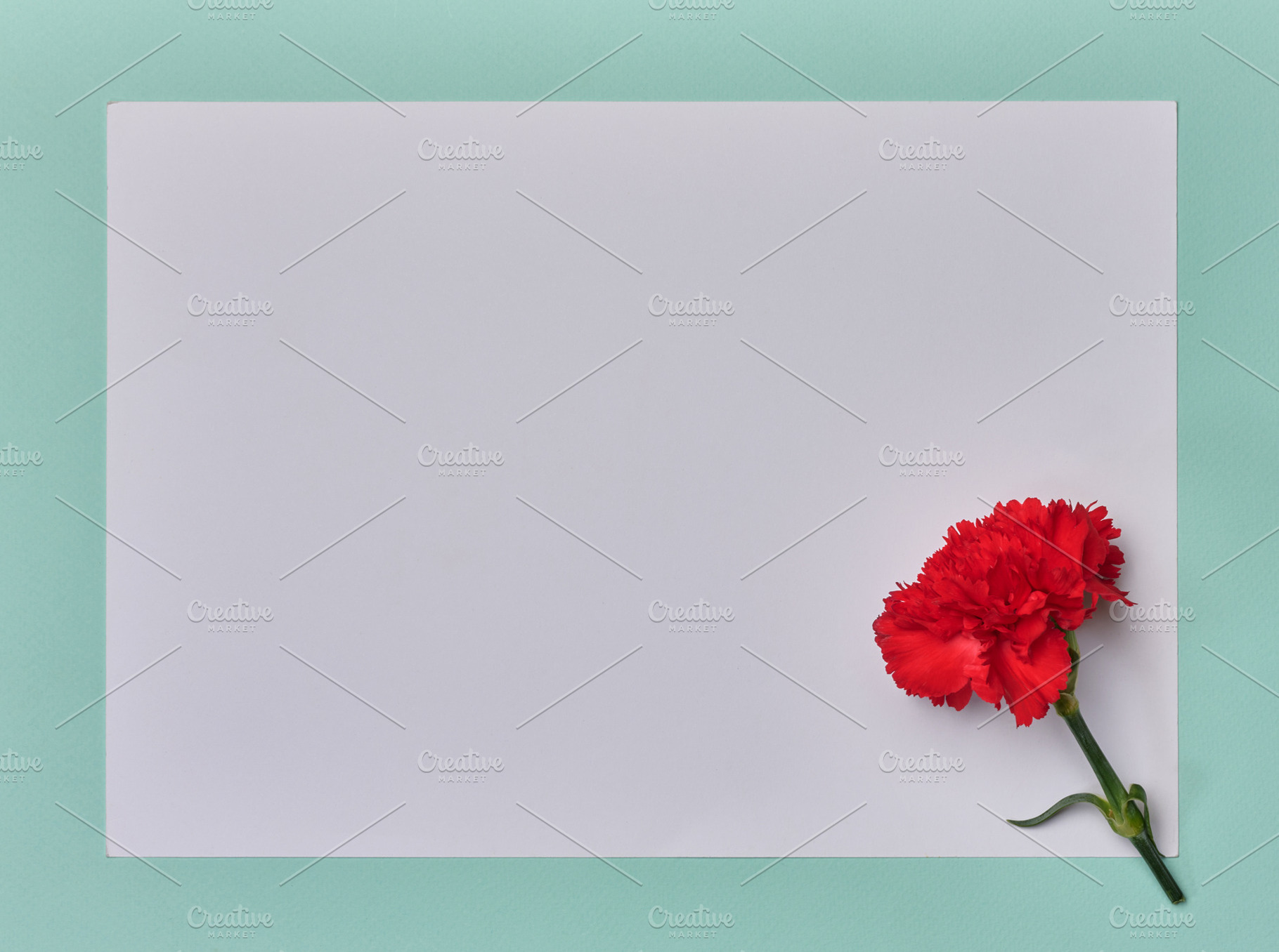 Red carnation on white sheet of paper, mint background, free spa, a Holiday Photo by ndanko
