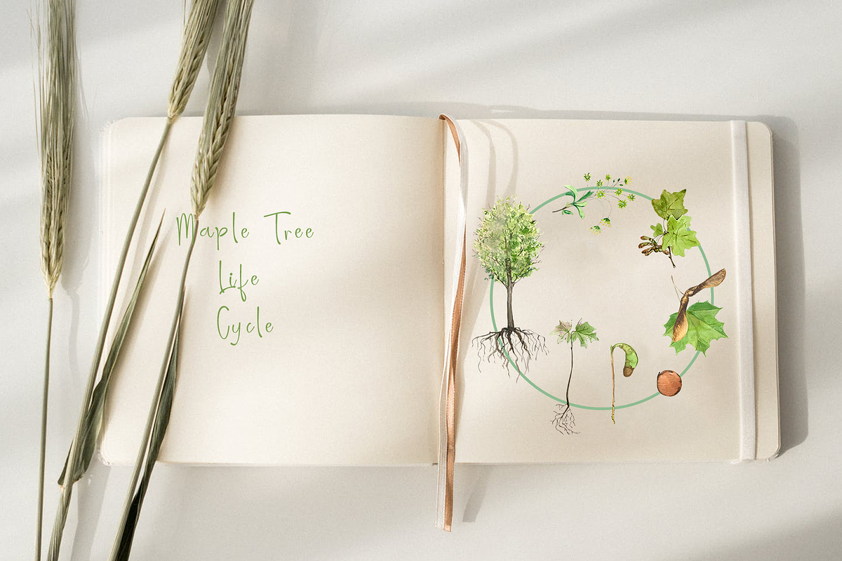 Maple Life Cycle Clip Arts and Print, an Education Illustration by Tati Bordiu (Photo 4 of 4)