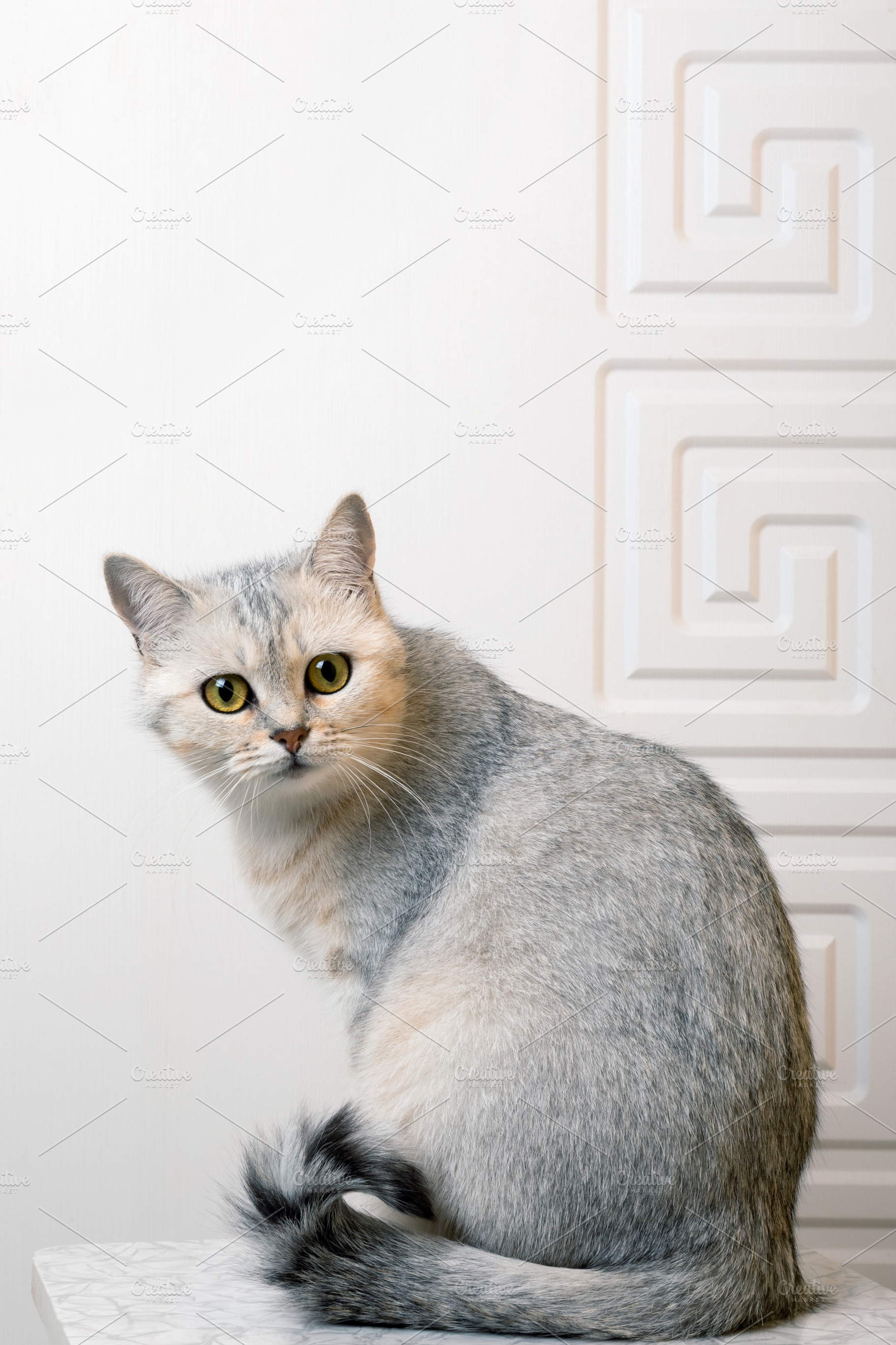Silver British Shorthair Cat, an Animal Photo by Ales Munt