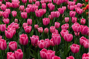 Flowerbeds of blossoming tulips
