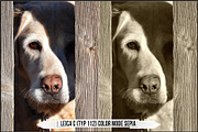 Leica Film Styles, a Plug-in Add-On by Raztrend (Thumbnail 17 of 30)