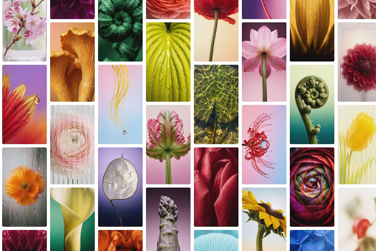 Botanical Stories Stock Pack, a Background Photo by Iconogenic (Photo 2 of 4)