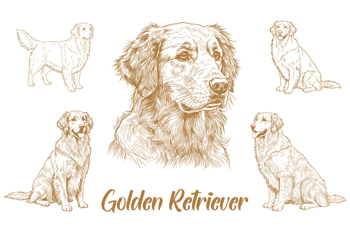 Golden Retriever Illustration Bundle, an Animal Illustration by MkStudio