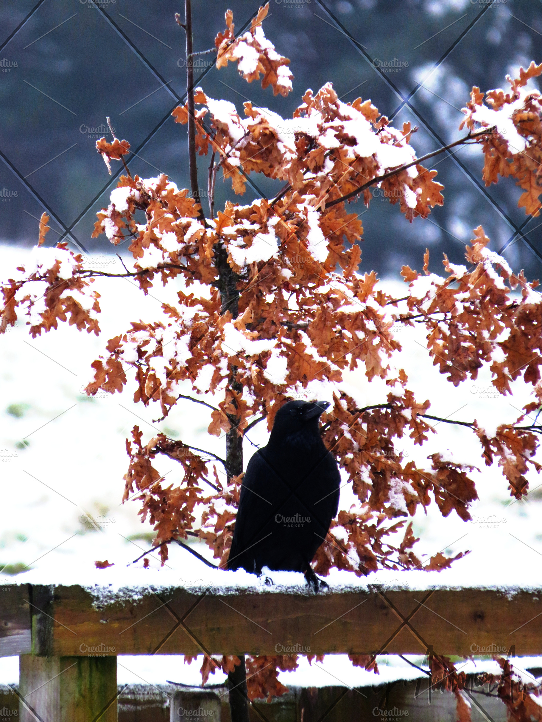 Raven and Snowy Tree Photograph, an Animal Photo by Gen Aumonier
