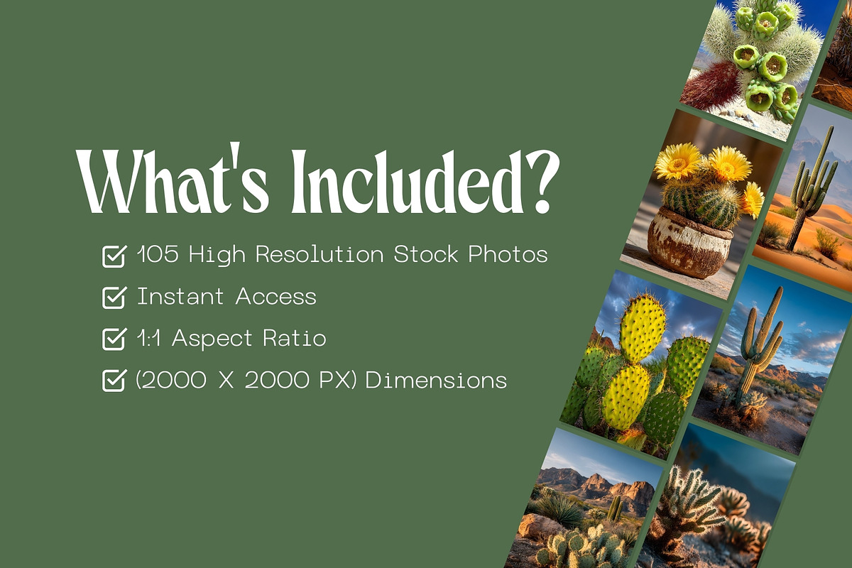 105 Desert Cactus Stock Photos, a Nature Photo by Incomelion (Photo 10 of 16)