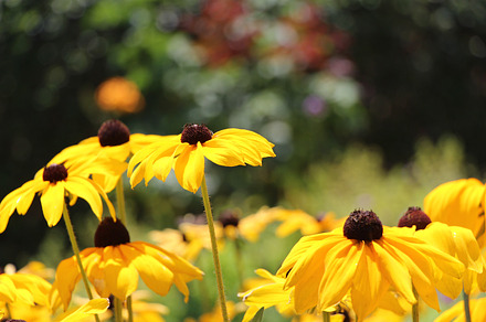 Swimming In The Lily Pond preview 5