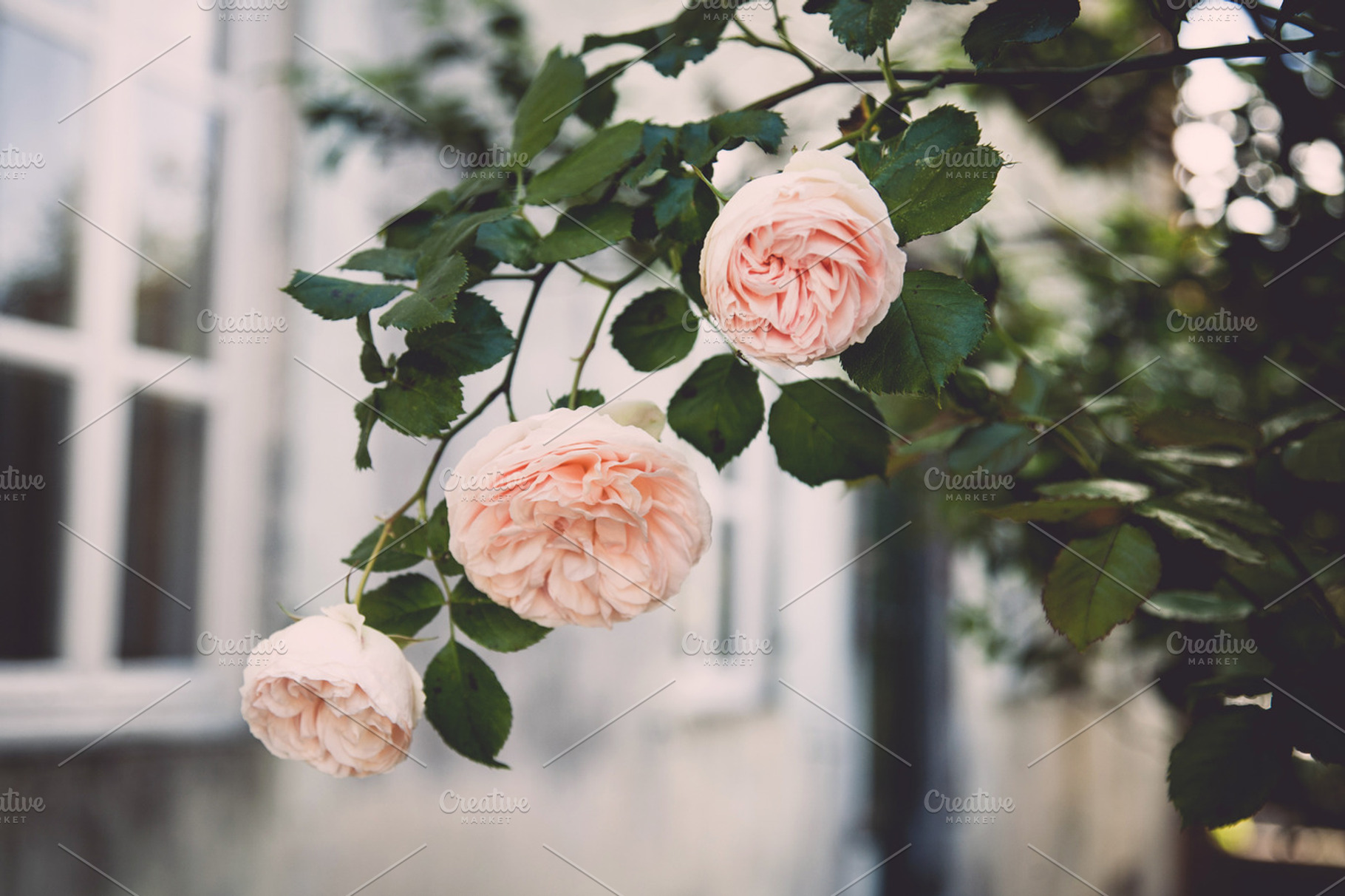 Iseeyouphoto Simplyroses 8 Containing Roses Soft And Floral