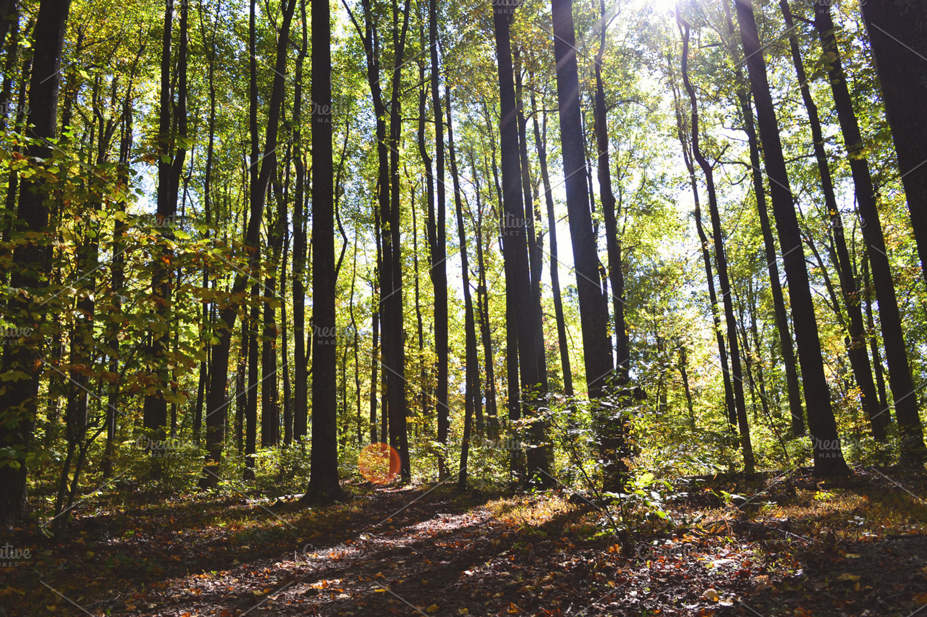Forest containing woods, forest, and trees