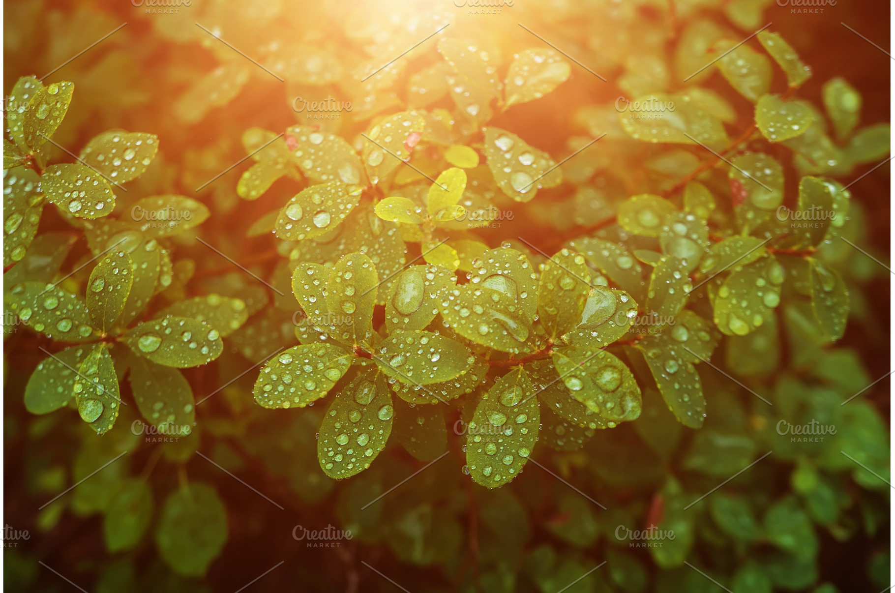Leaves of a blueberry, a Nature Photo by Nature and travel