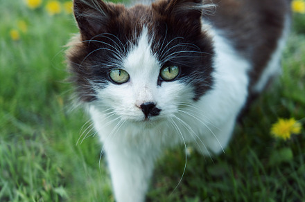 White and black cat walking in green summer garden, an Animal Photo by Olena Rudo