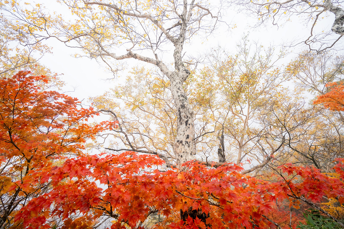 Japan Alpine Autumn & Winter Frost, a Nature Photo by Silent Nature (Photo 4 of 6)