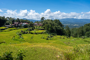 Traditional village surrounded by rice fields in Toraja, Sulawes, a Nature Photo by GoodGoods