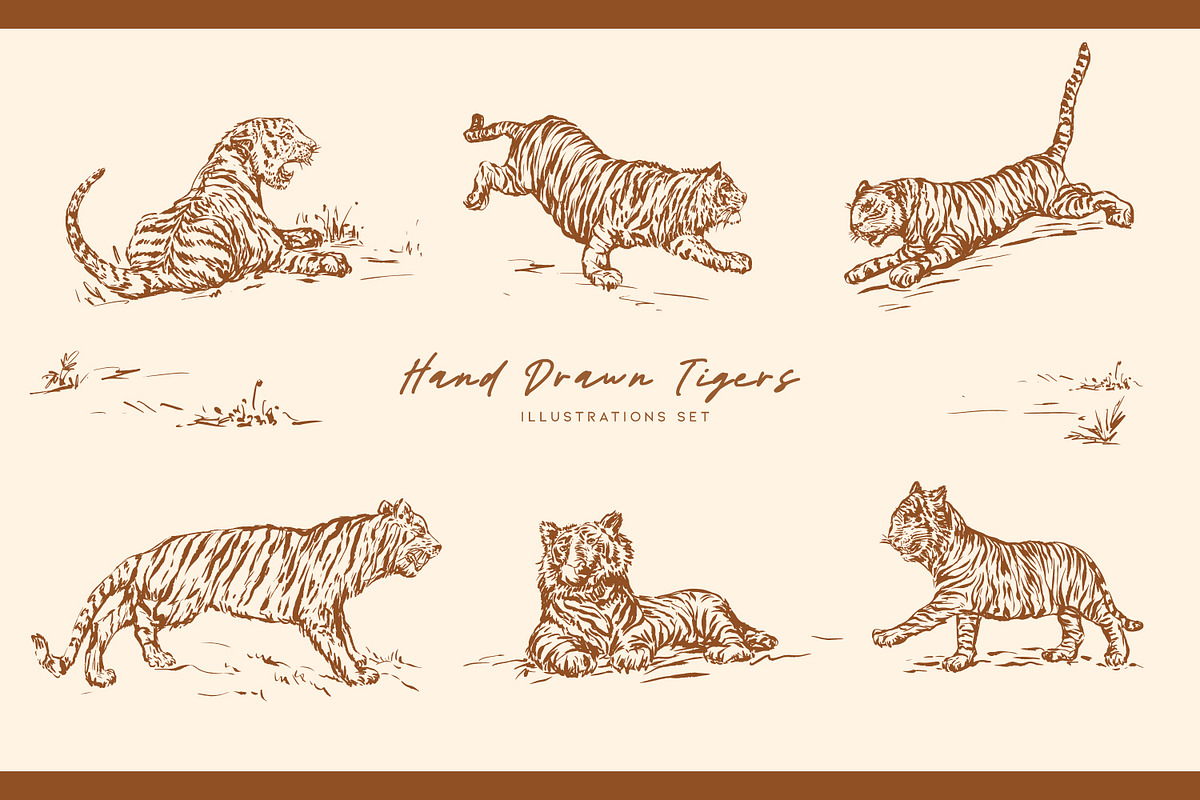 Hand Drawn Tigers Illustrations Set, an Animal Illustration by MalyskaStudio