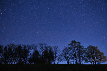 Beautiful night sky over trees