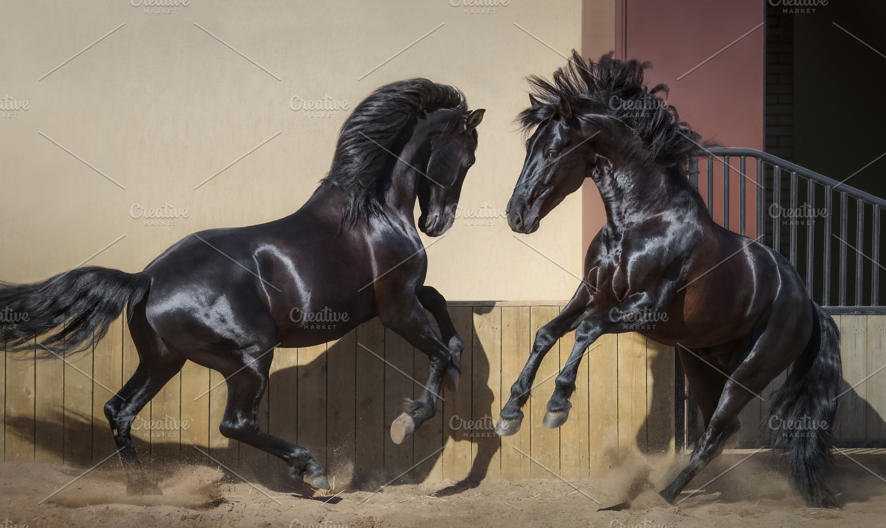 Two black Spanish horses playing, an Animal Photo by Horses and Dogs