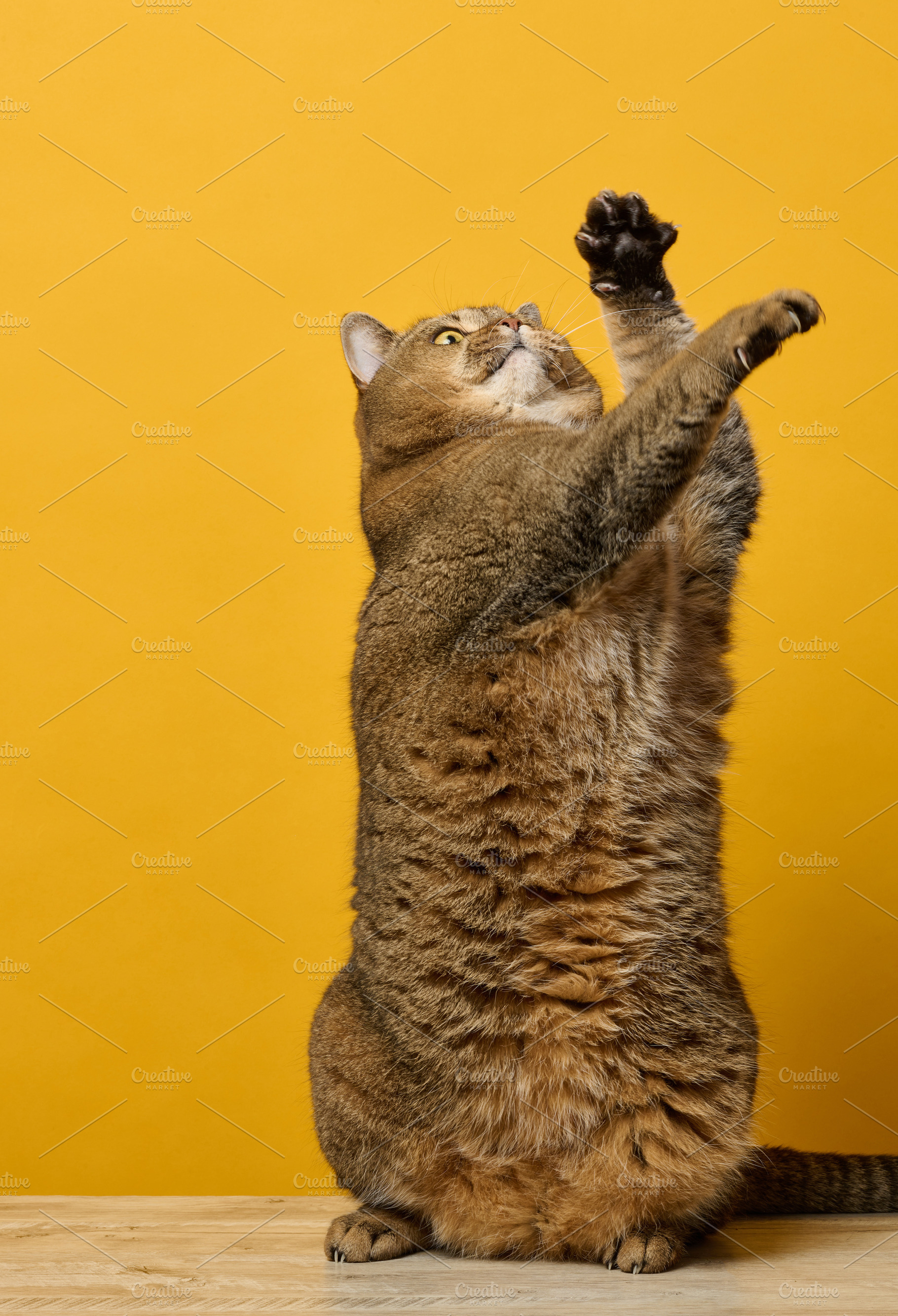 Cat stands on its hind legs on a wooden table and stretches its, an Animal Photo by ndanko