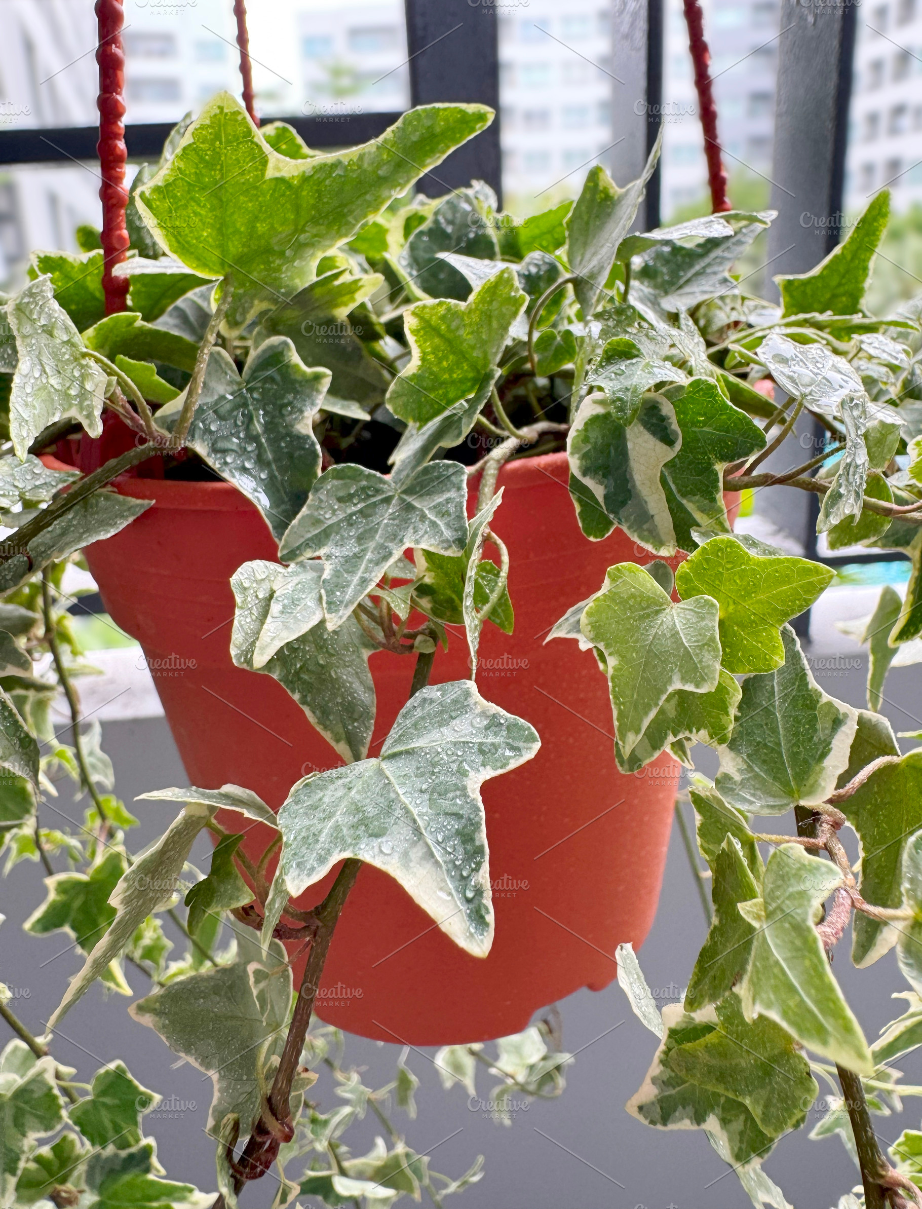 English ivy plant in flower pot, a Nature Photo by ArtBackground