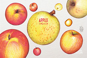 Apples With Colour Pencils + Bonus, a Food Illustration by Andrea Tardivo (Thumbnail 2 of 15)