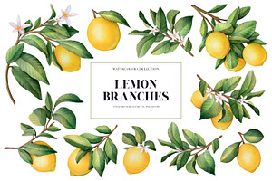 Lemon Branches. Watercolor PNG